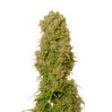 White Choco Autoflower (Amsterdam Genetics) feminisiert