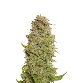 Milkshake Kush Autoflower (Amsterdam Genetics) feminisiert