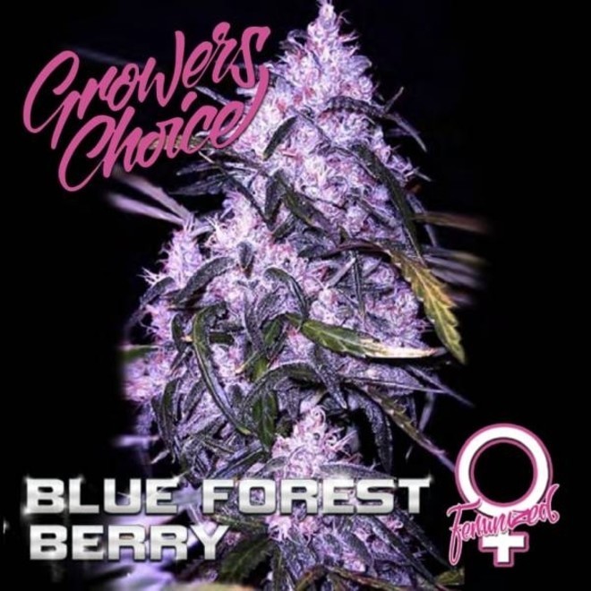 Blue Forest Berry Growers Choice Zamnesia