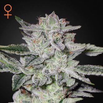 Sweet Valley Kush (Greenhouse Seeds) feminisiert