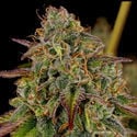 Bruce Banner 3 (Zamnesia Seeds) Feminized