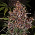 Kalini Asia (Zamnesia Seeds) Feminized