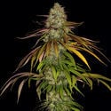 Larry Bird Kush (Zamnesia Seeds) feminisiert