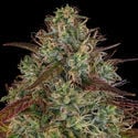 Larry Bird Kush (Zamnesia Seeds) feminisiert