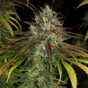 Larry Bird Kush (Zamnesia Seeds) feminisiert