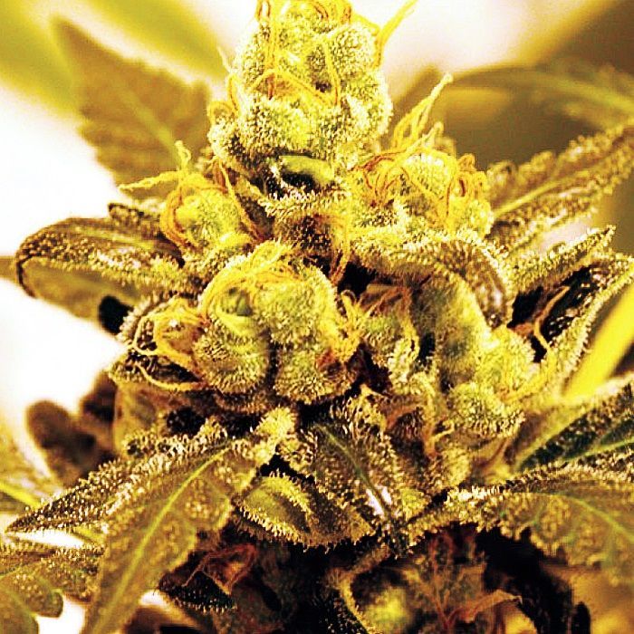 Fruit Salad Feminized Expert Seeds Zamnesia