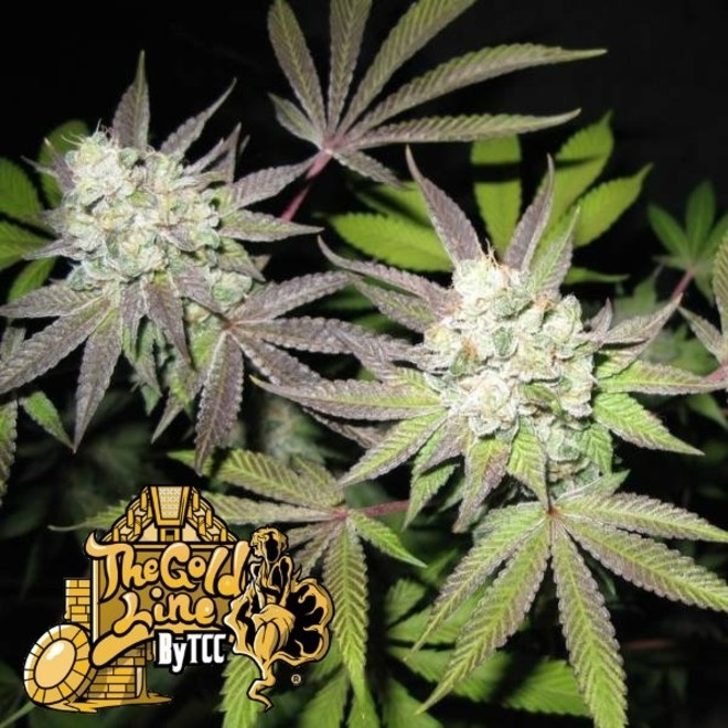 Tiramisu Cannabis Seeds The Cali Connection Zamnesia