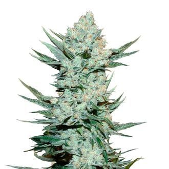 Tangie Auto (FastBuds) Feminized