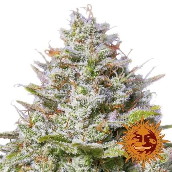 Blue Gelato 41 Feminisiert Barney S Farm Zamnesia