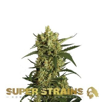 Crackers (Super Strains) feminized