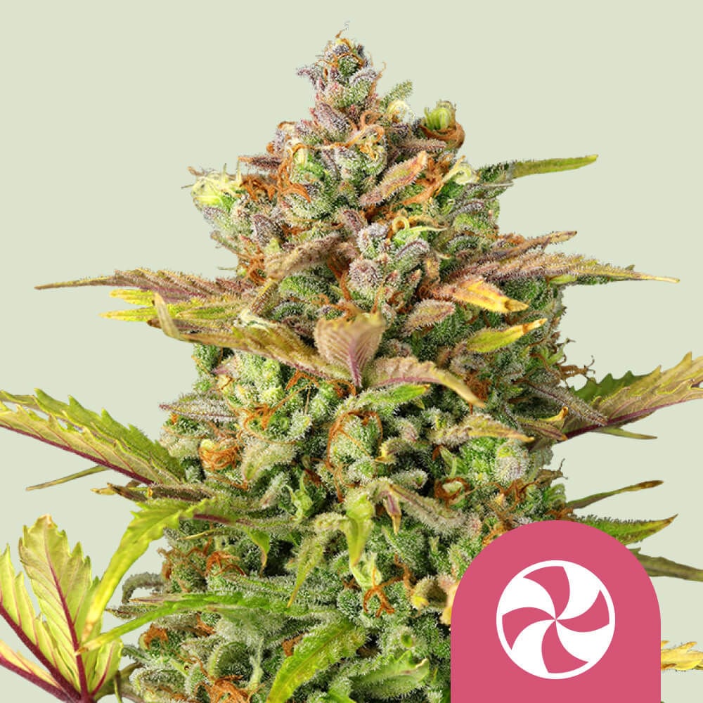 Sweet ZZ | Royal Queen Seeds | Cannabis Seeds - Zamnesia