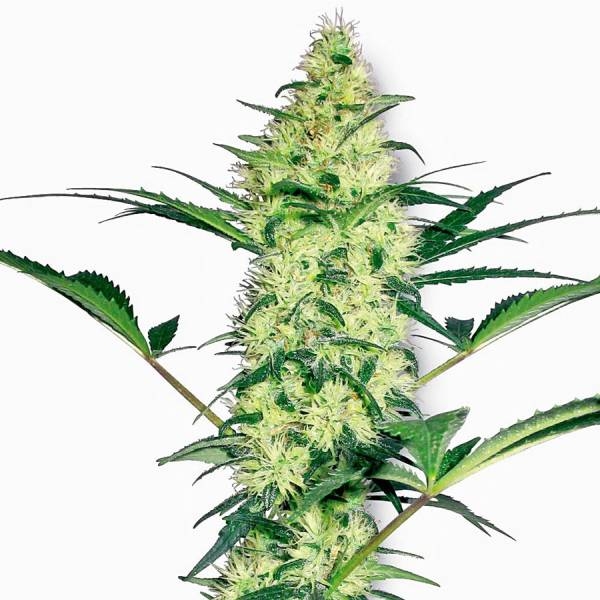 White Diesel (White Label) feminized - Zamnesia