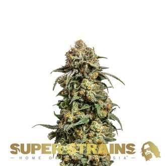 Cookies Krush (Super Strains) feminized