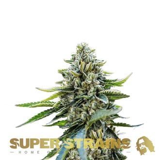 Eden (Super Strains) feminisiert