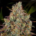 Purple Punch (Zamnesia Seeds) feminisiert