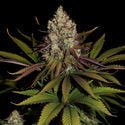 Purple Punch (Zamnesia Seeds) feminisiert