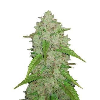 Original Auto Amnesia Haze (FastBuds) feminisiert