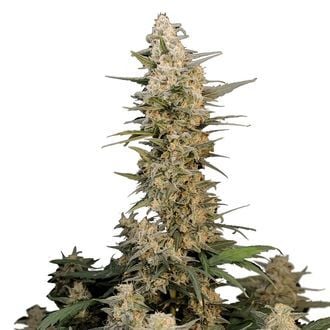 Original Auto Critical (FastBuds) feminized