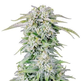 Afghan Kush Auto (FastBuds) Feminized