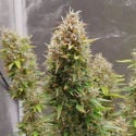 Runtz Automatic (Zamnesia Seeds) feminisiert