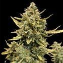 Runtz Automatic (Zamnesia Seeds) feminisiert