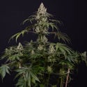 Runtz Automatic (Zamnesia Seeds) feminized