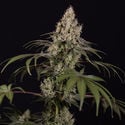 Runtz Automatic (Zamnesia Seeds) feminized