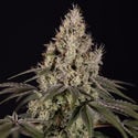 Runtz Automatic (Zamnesia Seeds) feminized