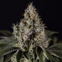 Runtz Automatic (Zamnesia Seeds) feminized