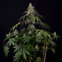 Runtz Automatic (Zamnesia Seeds) feminized