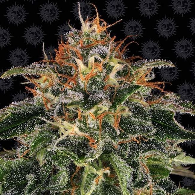 Moby Dick Barney S Farm Cannabis Seeds Zamnesia