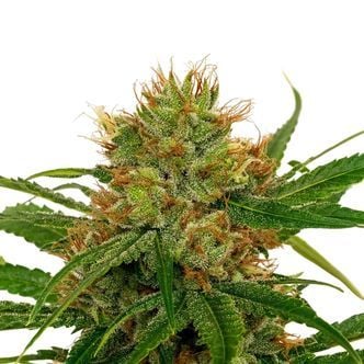 Cannabis Samen Fenomoon - Fenocan, Kaufen