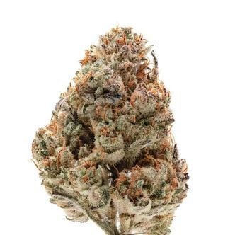 Octane Fire (Growers Choice) feminisiert