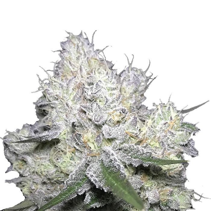 Gelato Cake - Bud Buddies: Cannabis Seeds and Clones for Sale in South  Africa