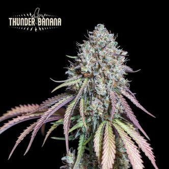 Thunder Banana (Seedstockers)