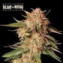 Blue Moby Auto (Seedstockers)