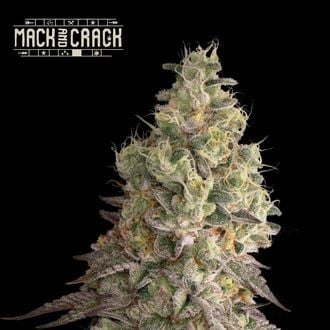 Mack and Crack Auto (Seedstockers Superior)