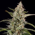 Purple Haze Automatic (Zamnesia Seeds) feminisiert