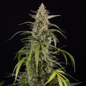 Purple Haze Automatic (Zamnesia Seeds) feminisiert