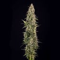 Purple Haze Automatic (Zamnesia Seeds) feminized