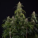 Purple Haze Automatic (Zamnesia Seeds) feminized