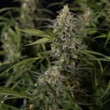 Purple Haze Automatic (Zamnesia Seeds) feminized