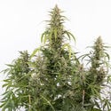 Purple Haze Automatic (Zamnesia Seeds) feminisiert