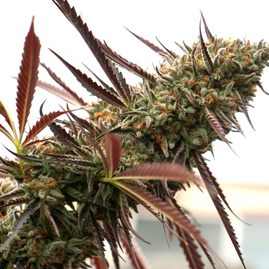 Top 50 Candy Strains of Weed | EarthMed