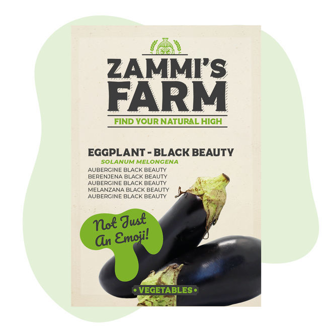 Eggplant (Solanum melongena) Black Beauty Seeds - Zamnesia