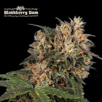 Blackberry Gum (Seedstockers) feminisiert