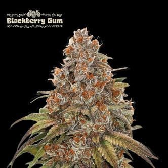 Blackberry Gum Auto (Seedstockers) feminized