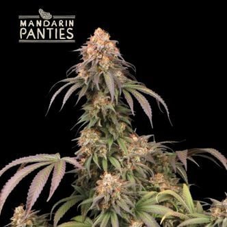 Mandarin Panties (Seedstockers) feminized