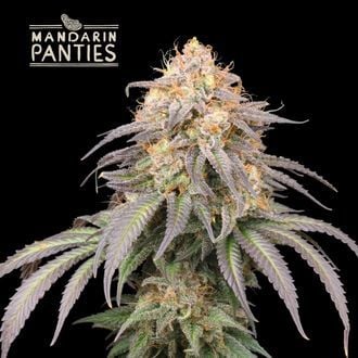 Mandarin Panties Auto (Seedstockers) feminized