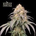 Mandarin Panties Auto (Seedstockers) feminisiert